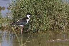 Black-necked Stilt, Himantopus mexicanus