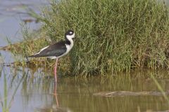 Black-necked Stilt, Himantopus mexicanus