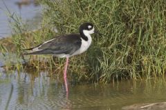 Black-necked Stilt, Himantopus mexicanus