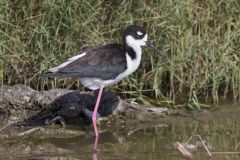 Black-necked Stilt, Himantopus mexicanus