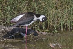 Black-necked Stilt, Himantopus mexicanus