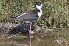 Black-necked Stilt, Himantopus mexicanus