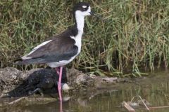 Black-necked Stilt, Himantopus mexicanus