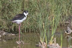 Black-necked Stilt, Himantopus mexicanus