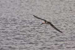 Black Skimmer, Rynchops niger