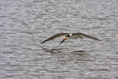 Black Skimmer, Rynchops niger