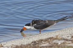 Black Skimmer, Rynchops niger