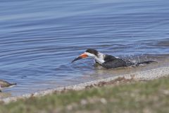 Black Skimmer, Rynchops niger