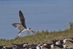 Black Skimmer, Rynchops niger