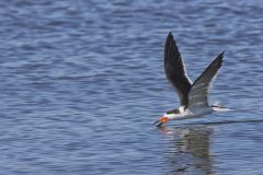 Black Skimmer, Rynchops niger