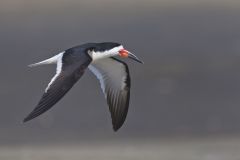 Black Skimmer, Rynchops niger