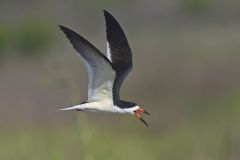 Black Skimmer, Rynchops niger