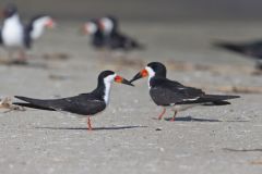 Black Skimmer, Rynchops niger