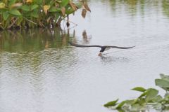 Black Skimmer, Rynchops niger