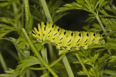 Black Swallowtail, Papilio polyxenes