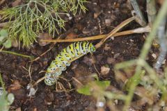 Black Swallowtail, Papilio polyxenes