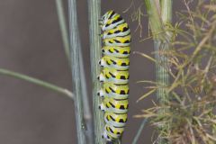 Black Swallowtail, Papilio polyxenes