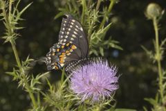 Black Swallowtail, Papilio polyxenes