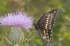 Black Swallowtail, Papilio polyxenes