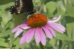 Pipevine Swallowtail, Battus philenor