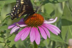 Black Swallowtail, Papilio polyxenes