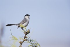 Black-tailed Gnatcatcher, Polioptila melanura