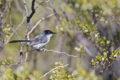 Black-tailed Gnatcatcher, Polioptila melanura