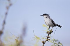 Black-tailed Gnatcatcher, Polioptila melanura