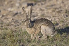 Black-tailed Jackrabbit, Lepus californicus