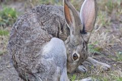 Black-tailed Jackrabbit, Lepus californicus