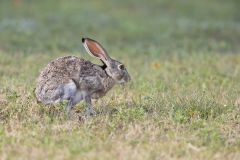 Black-tailed Jackrabbit, Lepus californicus