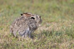 Black-tailed Jackrabbit, Lepus californicus