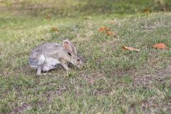 Black-tailed Jackrabbit, Lepus californicus