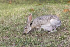 Black-tailed Jackrabbit, Lepus californicus