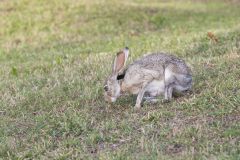 Black-tailed Jackrabbit, Lepus californicus