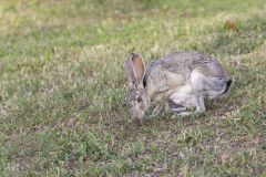 Black-tailed Jackrabbit, Lepus californicus