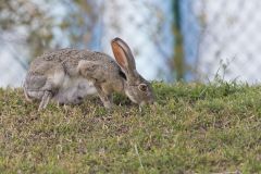 Black-tailed Jackrabbit, Lepus californicus