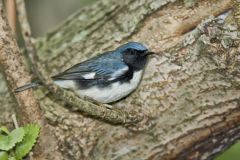 Black-throated Blue Warbler, Setophaga caerulescens