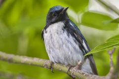 Black-throated Blue Warbler, Setophaga caerulescens