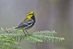 Black-throated Green Warbler, Setophaga virens