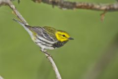 Black-throated Green Warbler, Setophaga virens