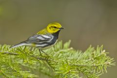 Black-throated Green Warbler, Setophaga virens