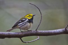 Black-throated Green Warbler, Setophaga virens