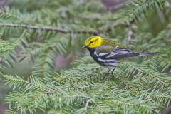 Black-throated Green Warbler, Setophaga virens