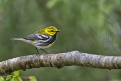 Black-throated Green Warbler, Setophaga virens