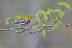 Black-throated Green Warbler, Setophaga virens