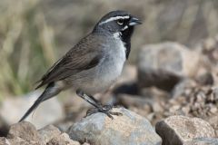 Black-throated Sparrow, Amphispiza bilineata