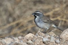 Black-throated Sparrow, Amphispiza bilineata