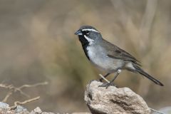 Black-throated Sparrow, Amphispiza bilineata