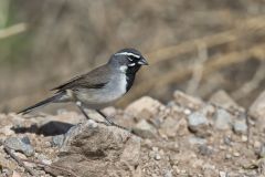 Black-throated Sparrow, Amphispiza bilineata